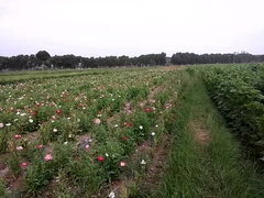 ΔΡΟΝΟ M6A PRO AG